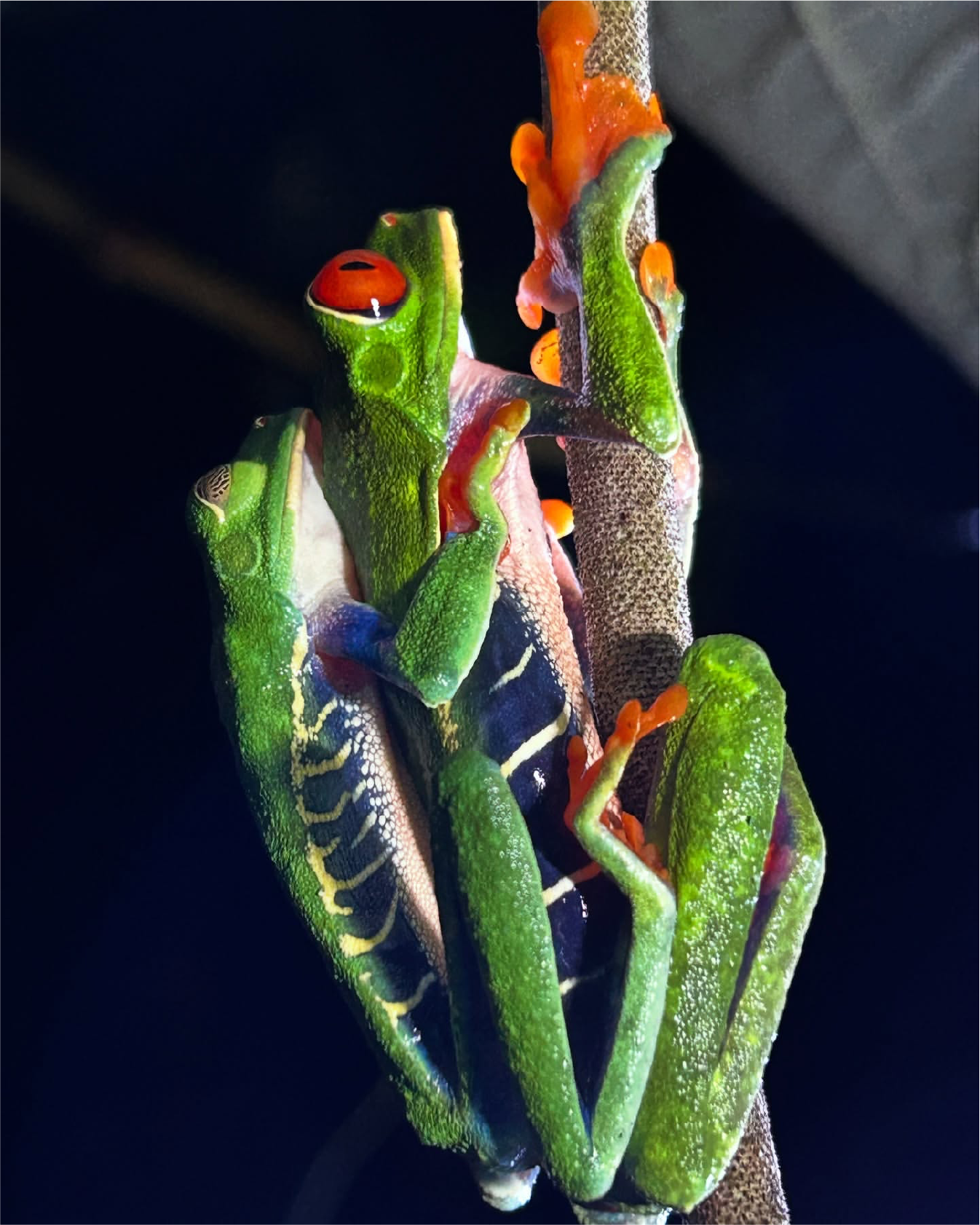 Red-eyed tree frog
